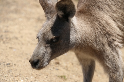 Close-up of a classic Aussie kangaroo cap resting on a rustic wooden table.
