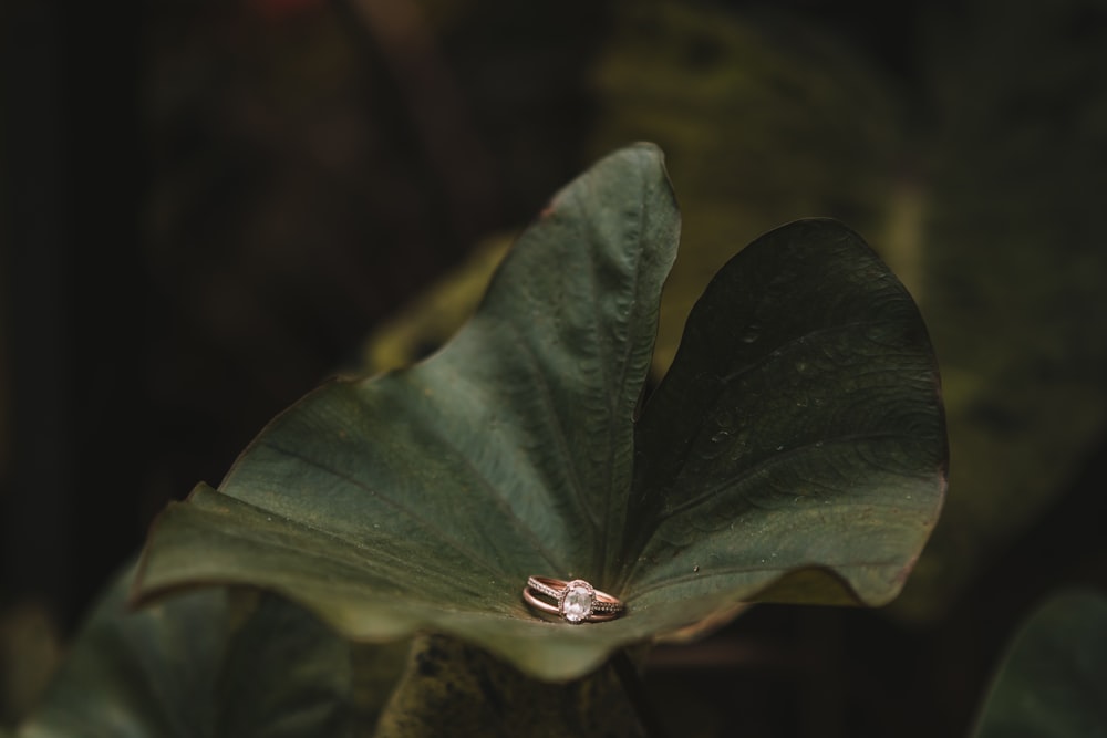 taro plant