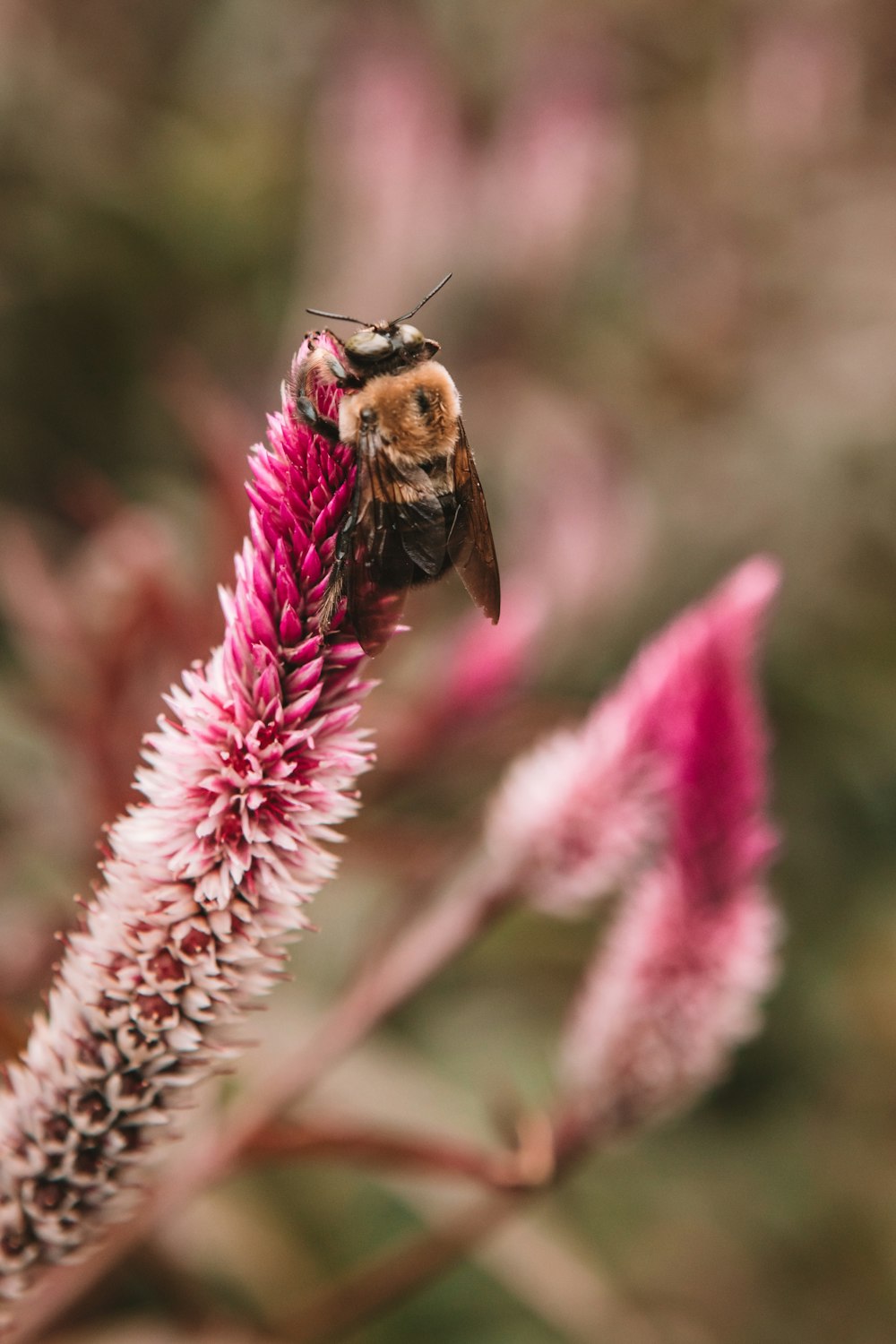 brown bee on purple and white flowers