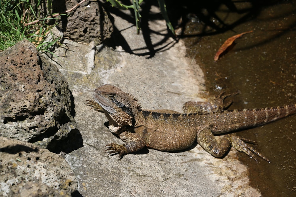 brown lizard on seashore