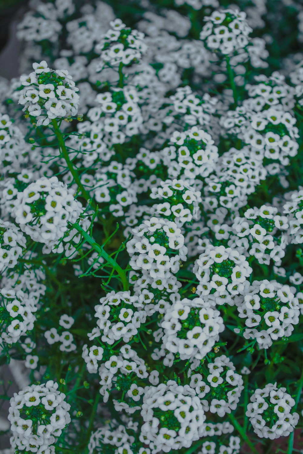 white-petaled flowers