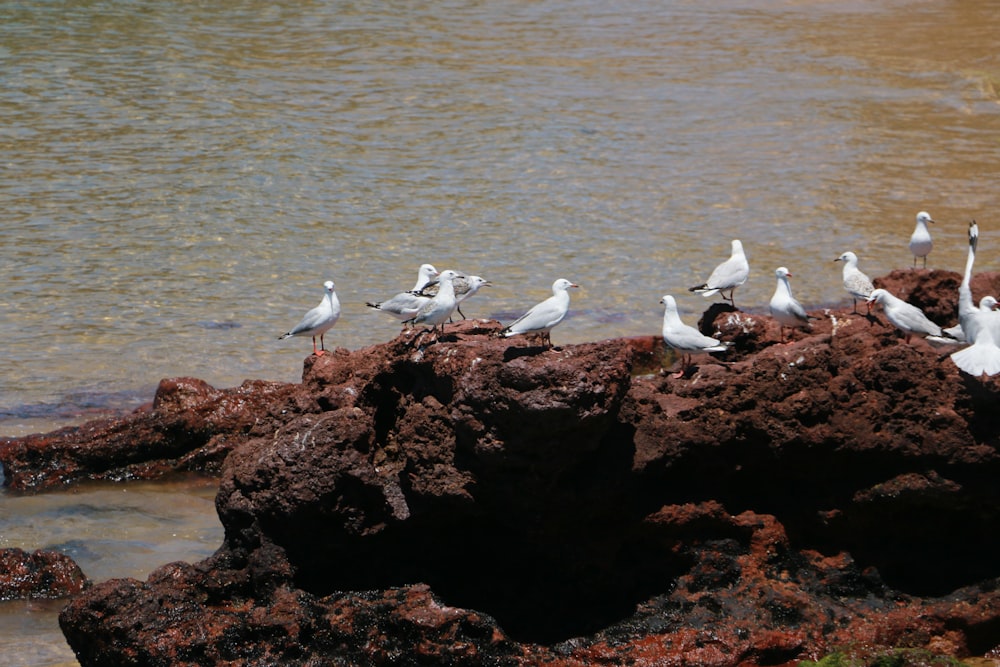 flock of seagulls on rock