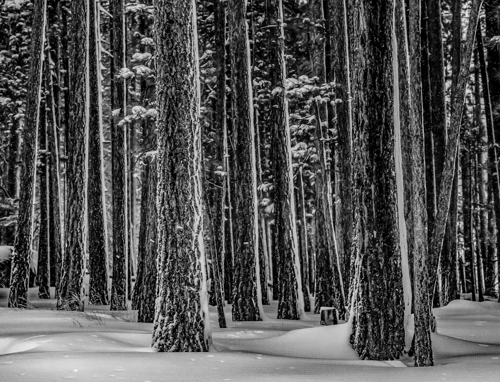 trees on snow