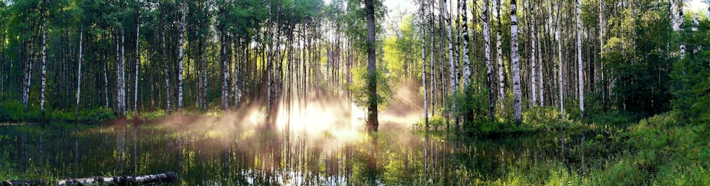 view photography of lake and trees during daytime