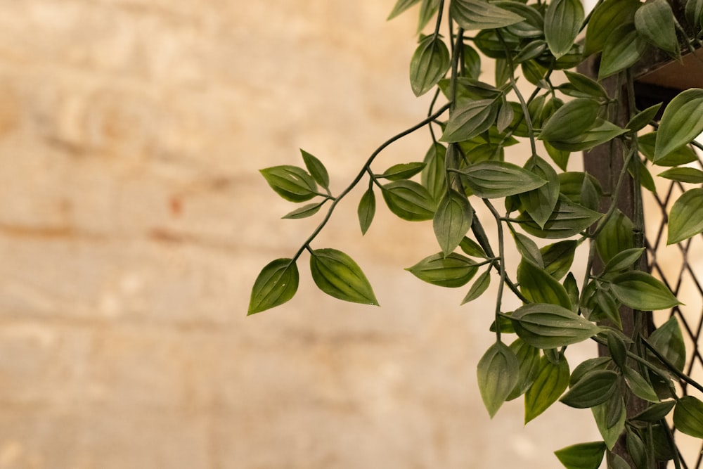 shallow focus photo of green leaves