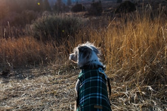 dog wearing green coat
