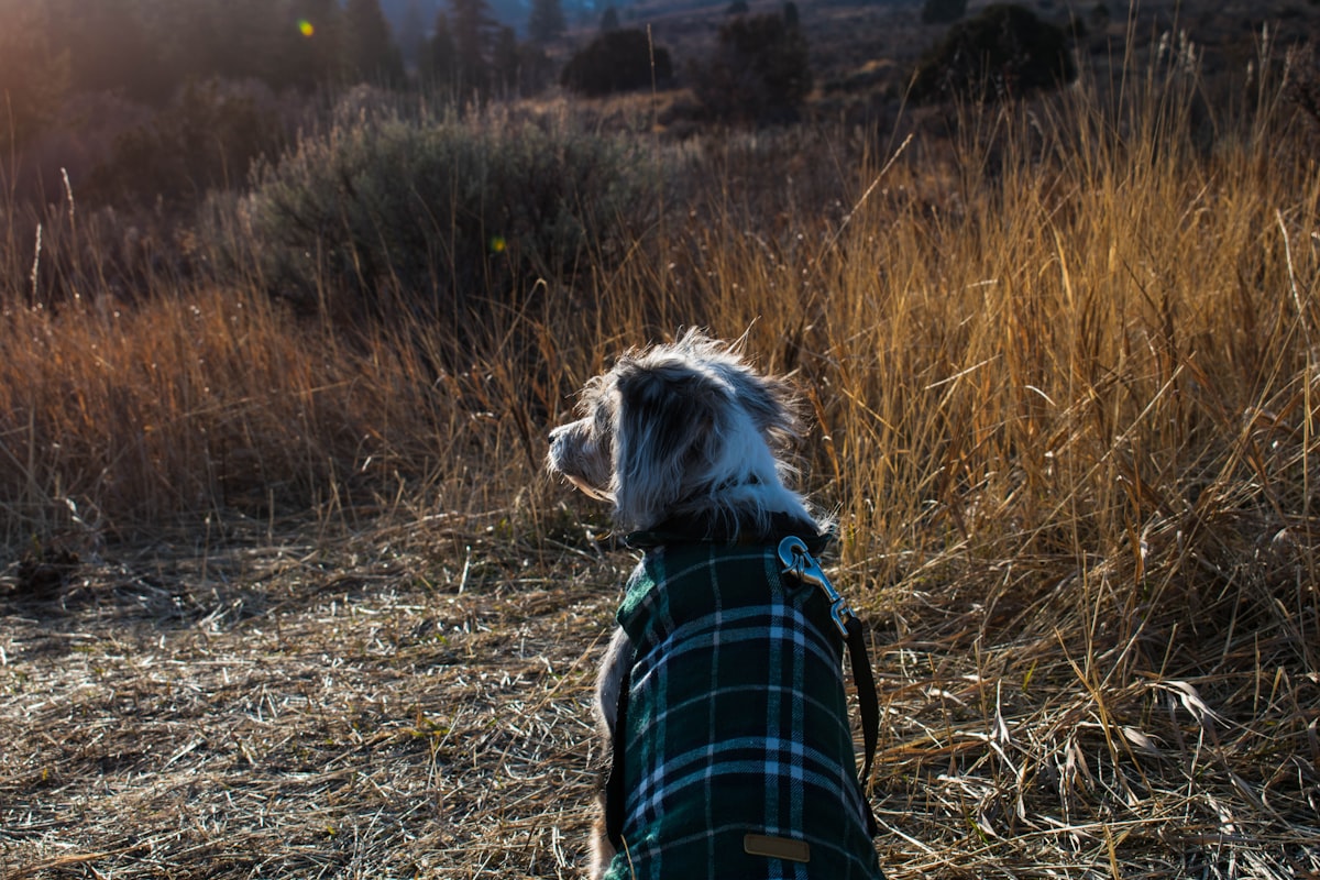 Dog wearing coat standing alert outdoors