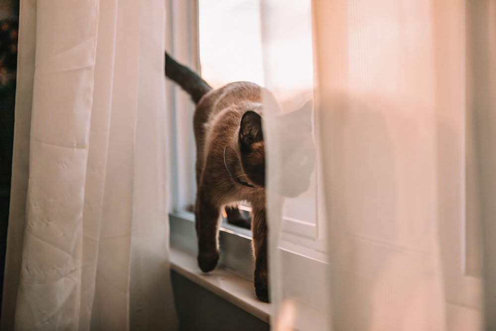 Gato de pelo marrón y beige