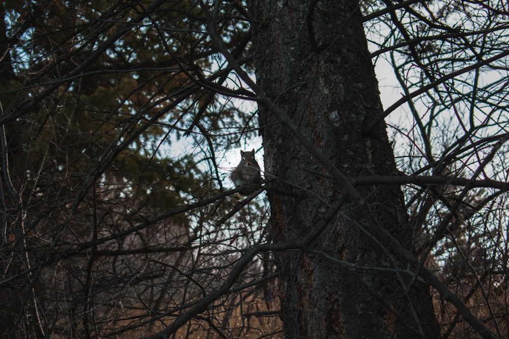 squirrel on tree