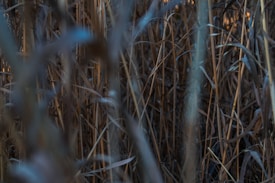Dense, dry reeds or tall grass with a muted, earthy color palette create a textured background. The focus varies, capturing the intricate interplay of overlapping stems.