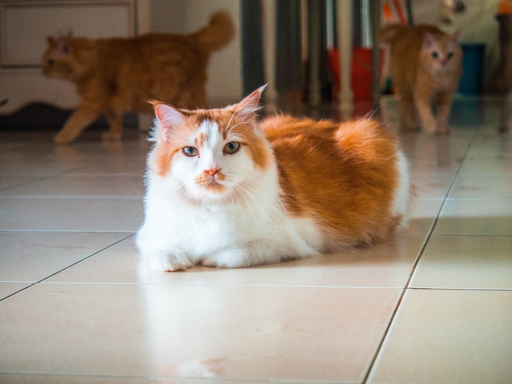 long-fur white and orange cat