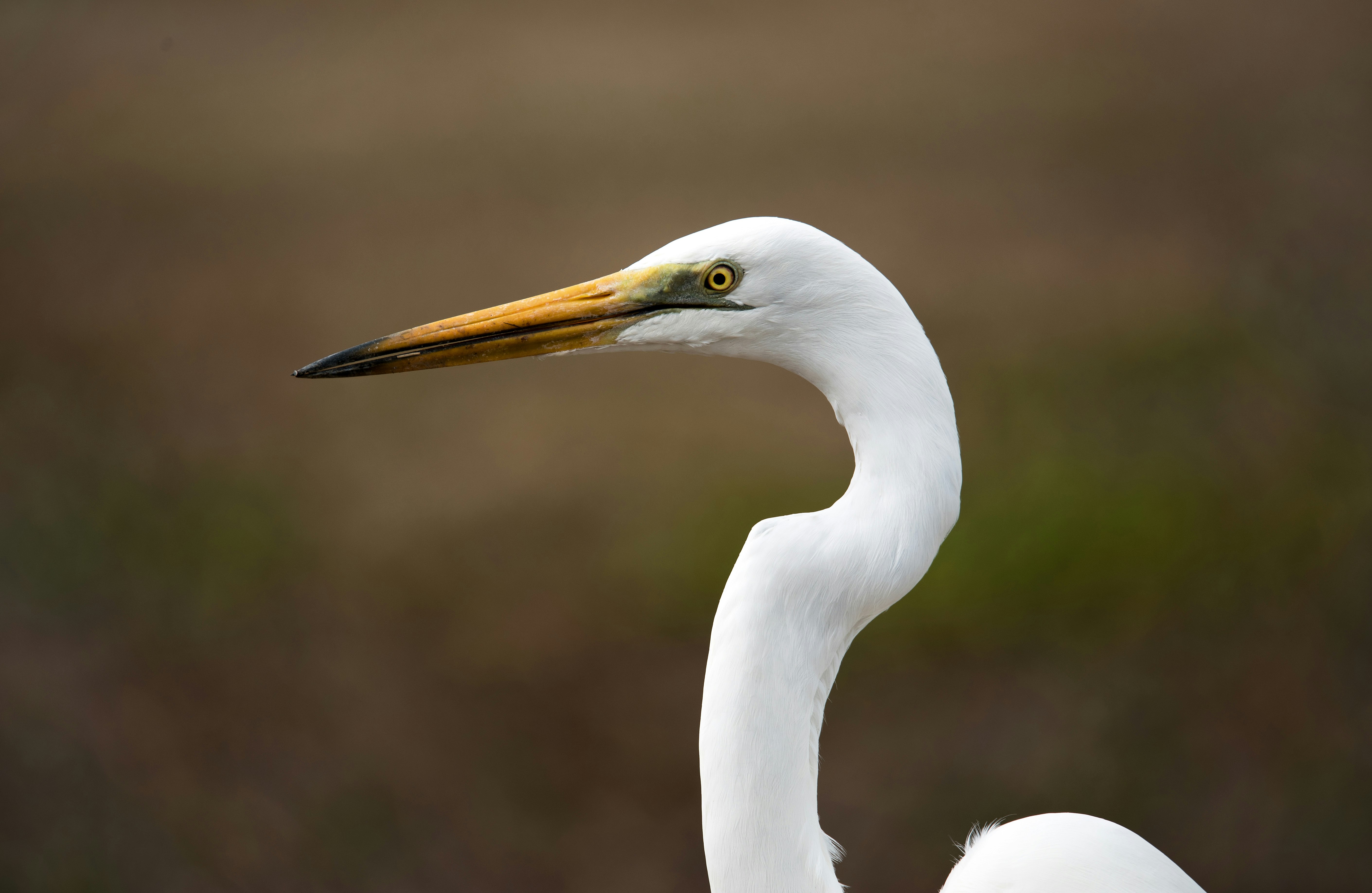 white bird