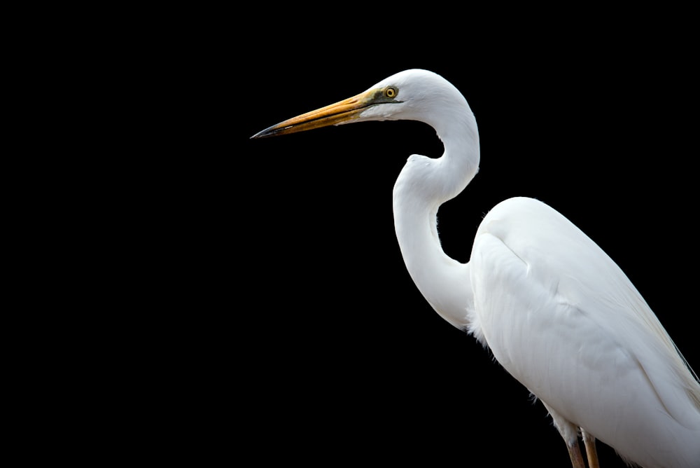 great egret bird