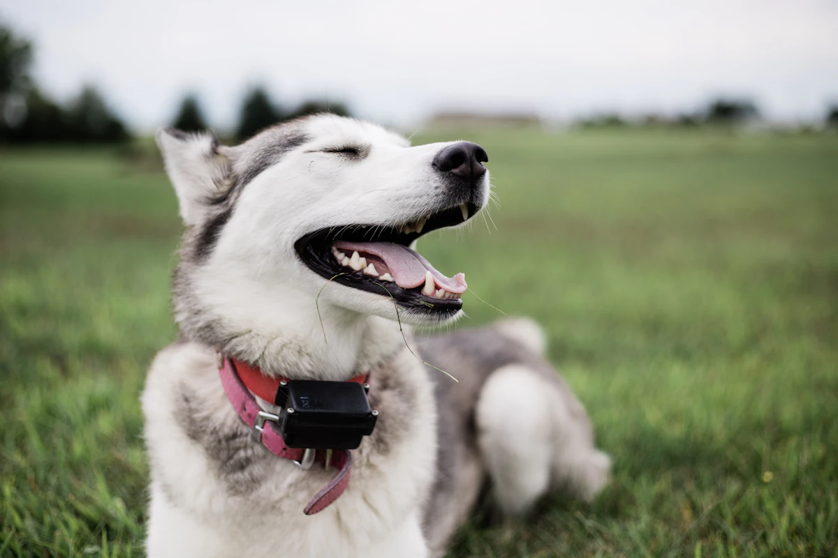 Perro con collar de actividad corriendo