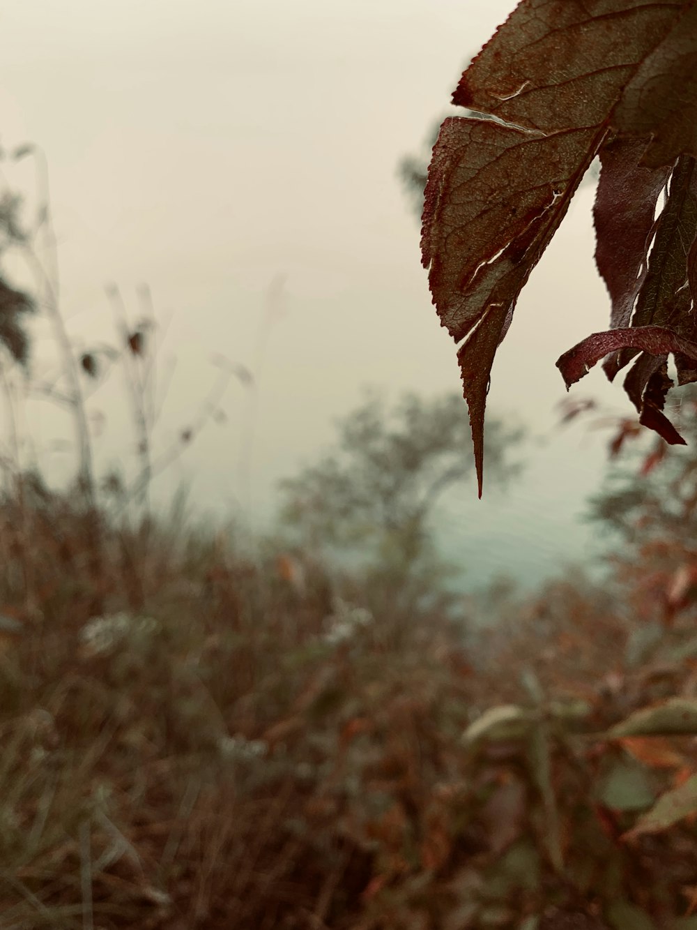 brown leaves