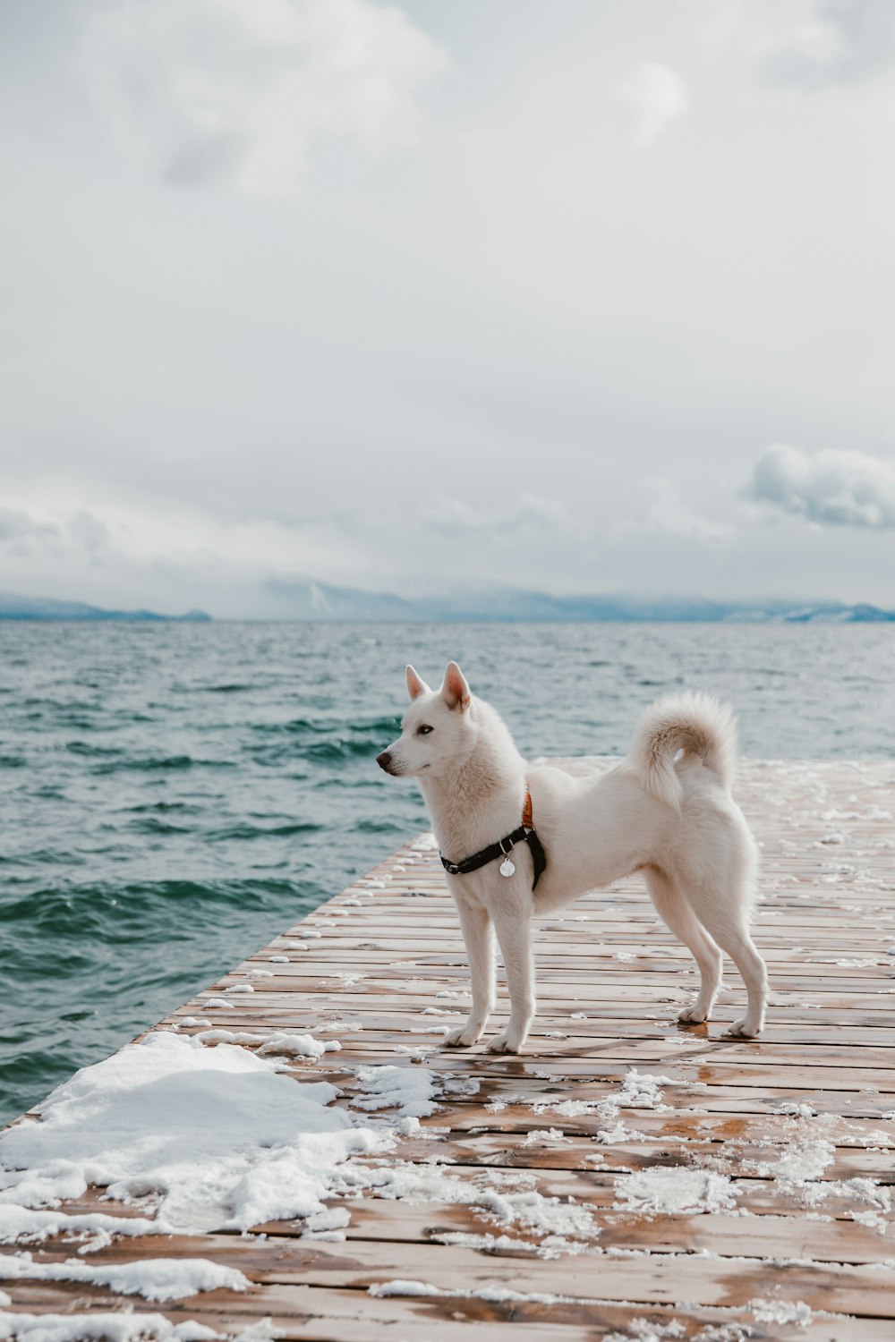 white dog on dock