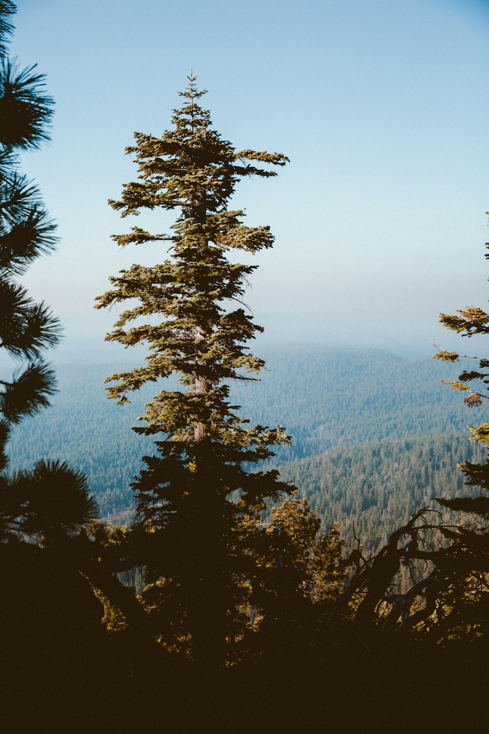 green-leafed tree