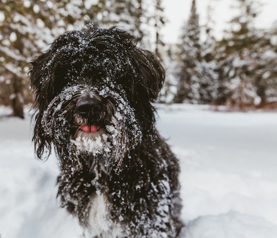 dogAdvisor | dog Advisor | dogadvisor.dog | dog Advisor