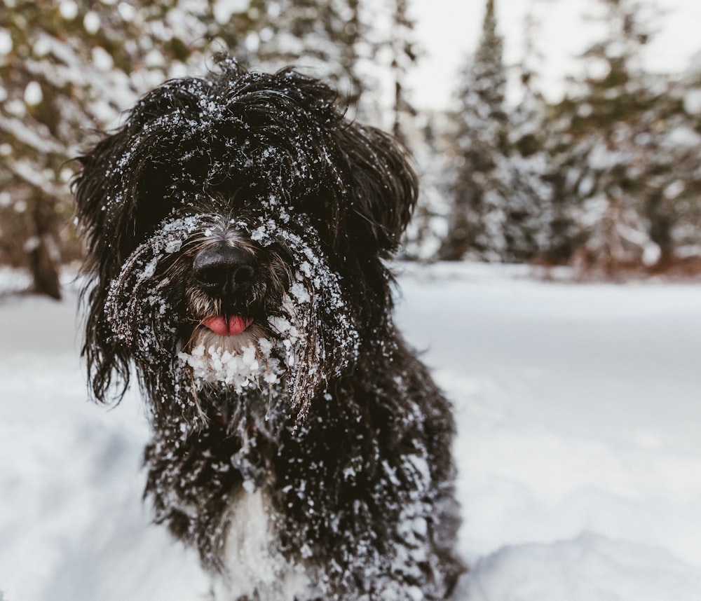 black dog in snow field