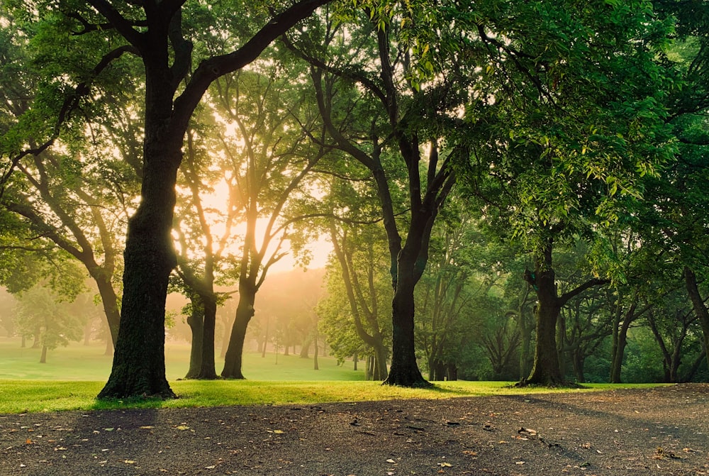 trees beside pathway