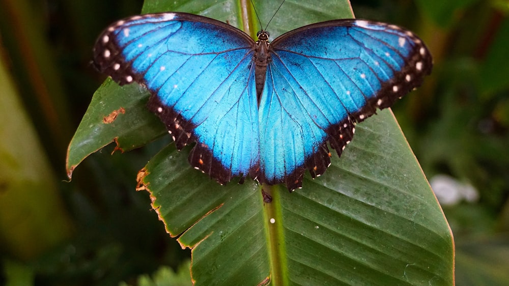 farfalla blu e nera su foglie verdi