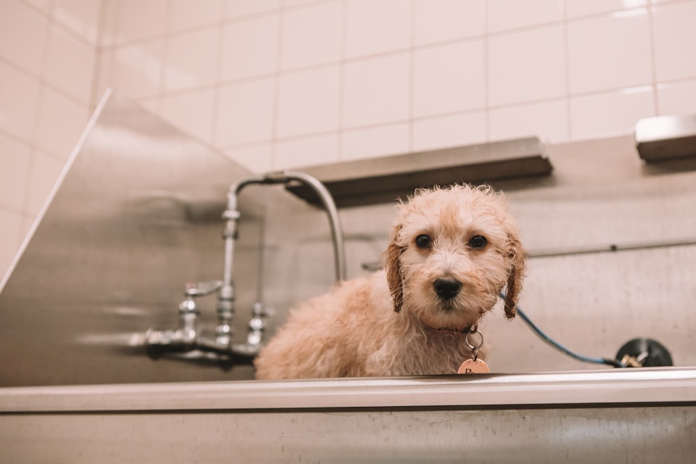 medium-coated brown dog