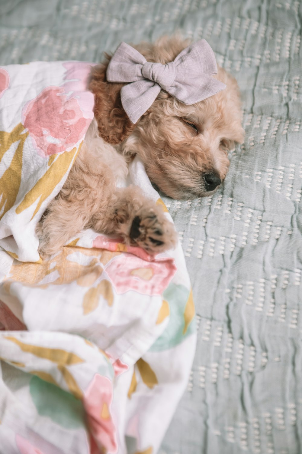 short-coat beige dog lying on grey textile