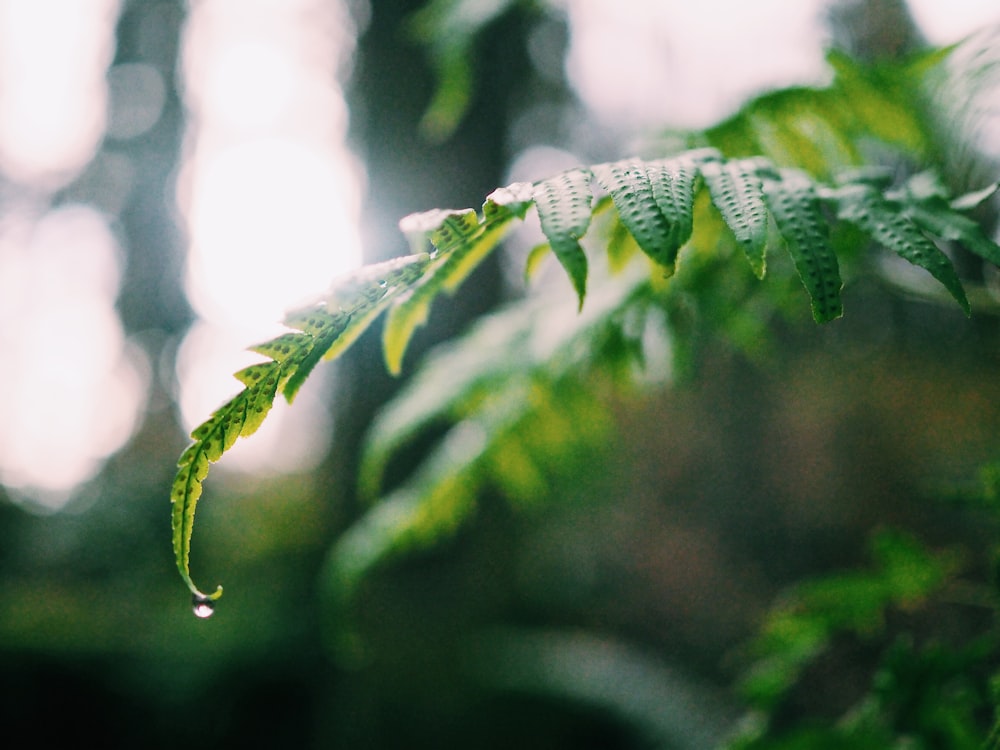 shallow focus photo of green leaves