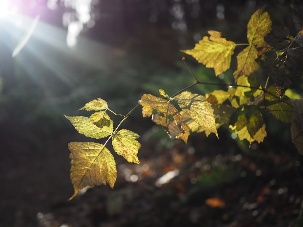 green-leafed plants