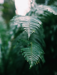 A close-up of a lush green fern leaf with delicate water droplets glistening in soft natural light.