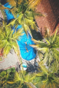 aerial photography of two people on swimming near coconut trees and resort houses