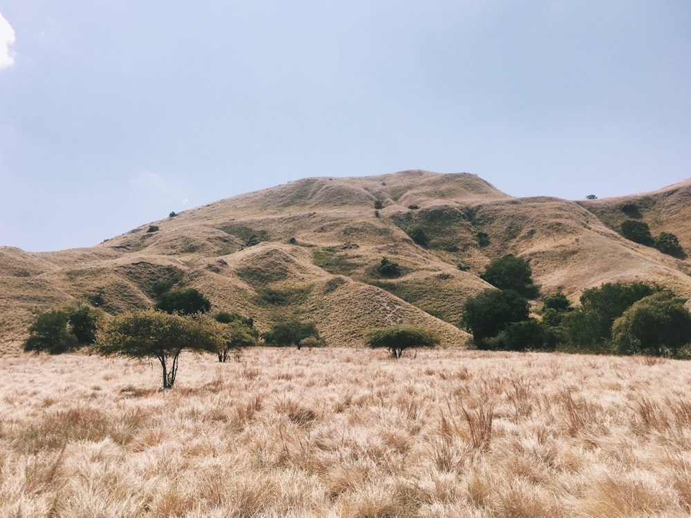 view photography of brown grass and mountain during daytime