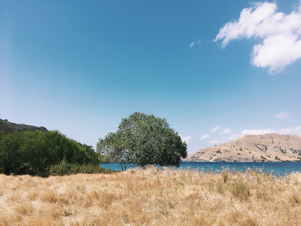 alberi a foglia verde