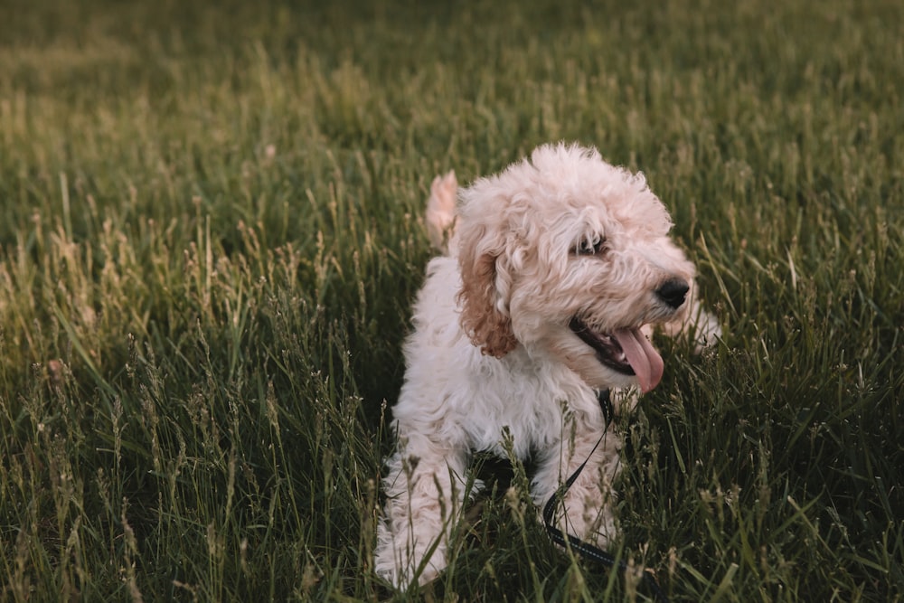 medium-coat beige dog on grass field