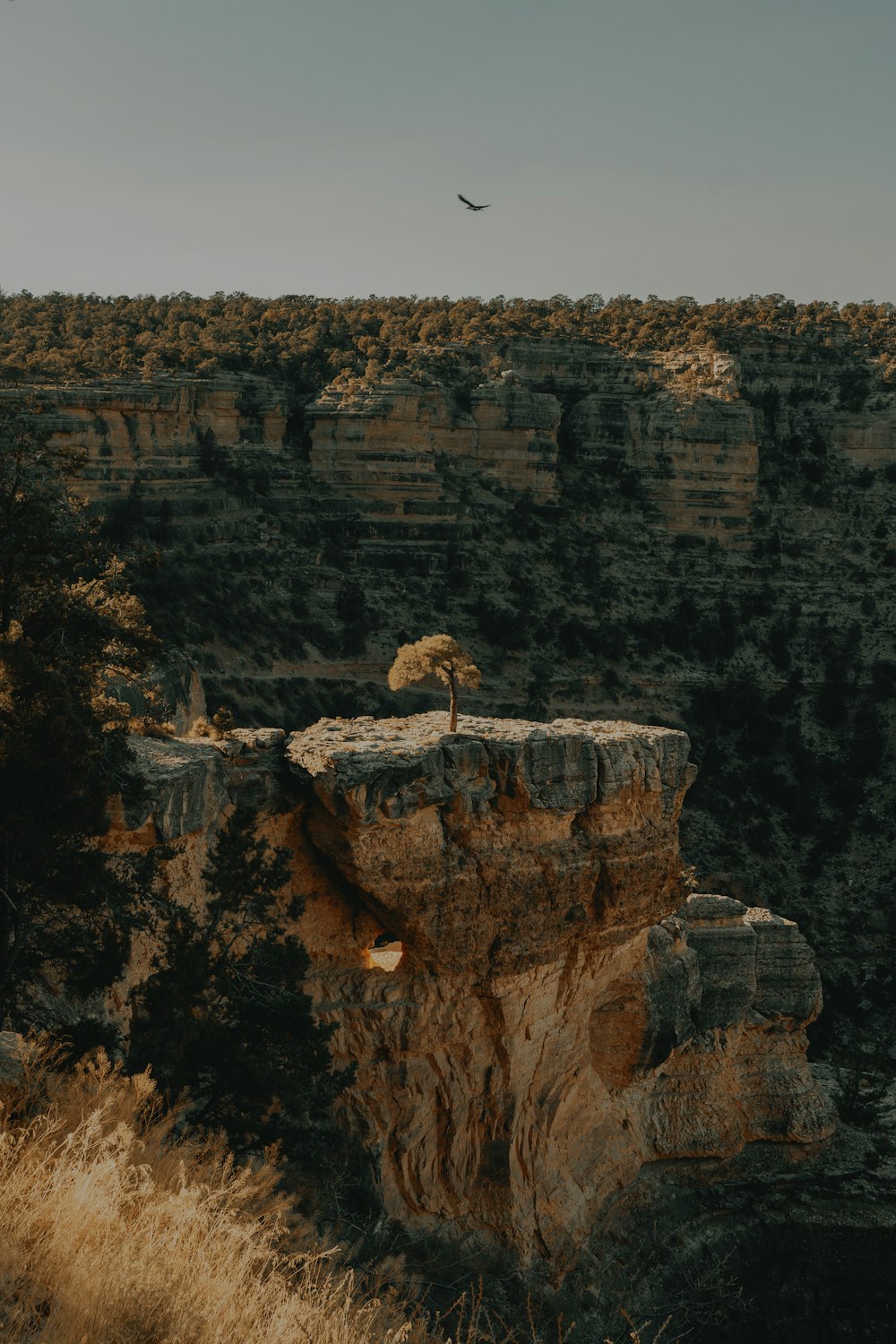 tree on rock formation