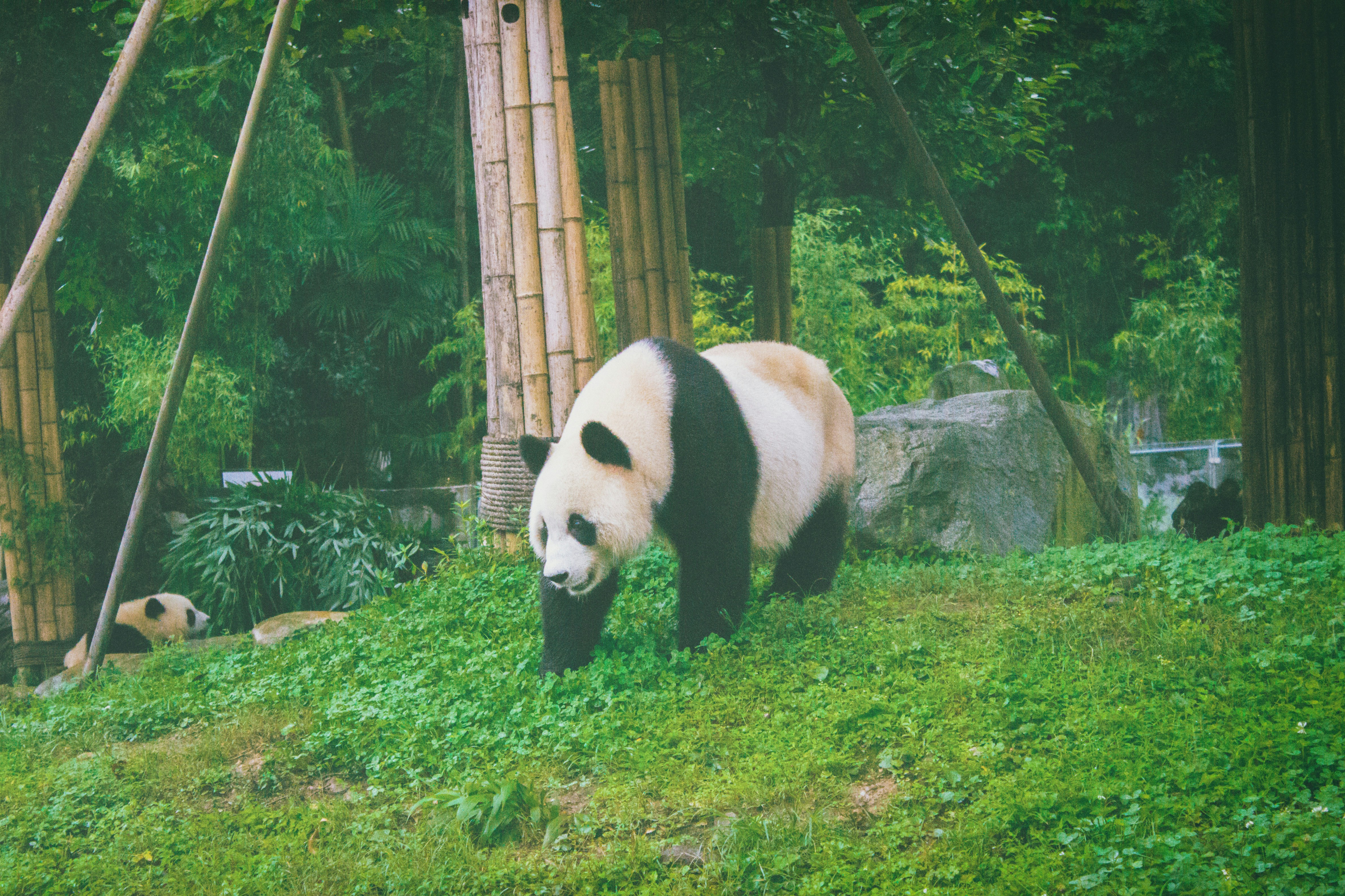 panda
