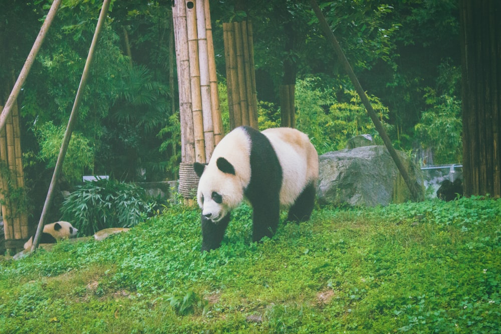 panda on grass field