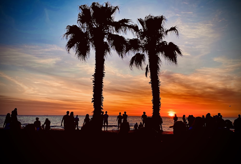 silhouette photography of palm trees