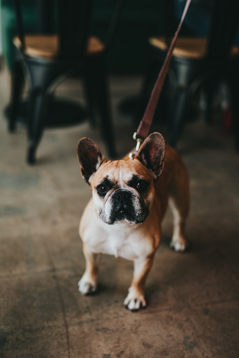 brown French bulldog