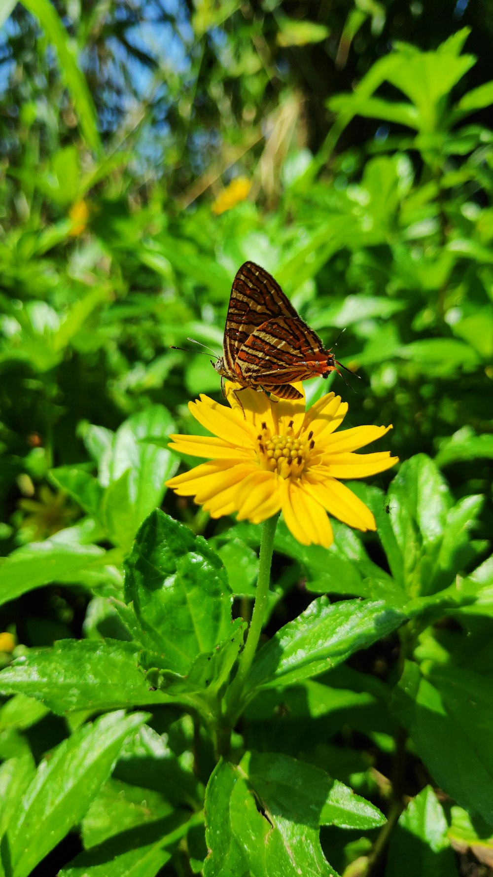 brown butterfly on yellow flower