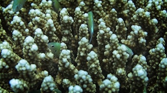 A cluster of branching coral structures with small fish swimming among them. The coral has a knobby surface with shades of brown and white, creating a textured appearance. Several small, greenish fish peek out from between the coral branches, blending with the environment.