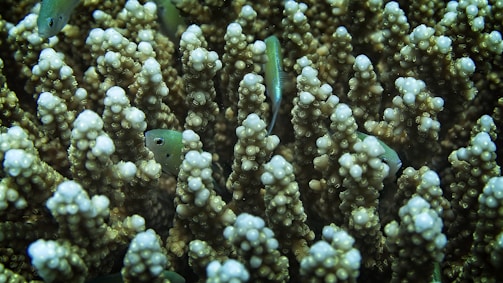 A cluster of branching coral structures with small fish swimming among them. The coral has a knobby surface with shades of brown and white, creating a textured appearance. Several small, greenish fish peek out from between the coral branches, blending with the environment.