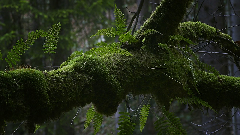 green moss on tree