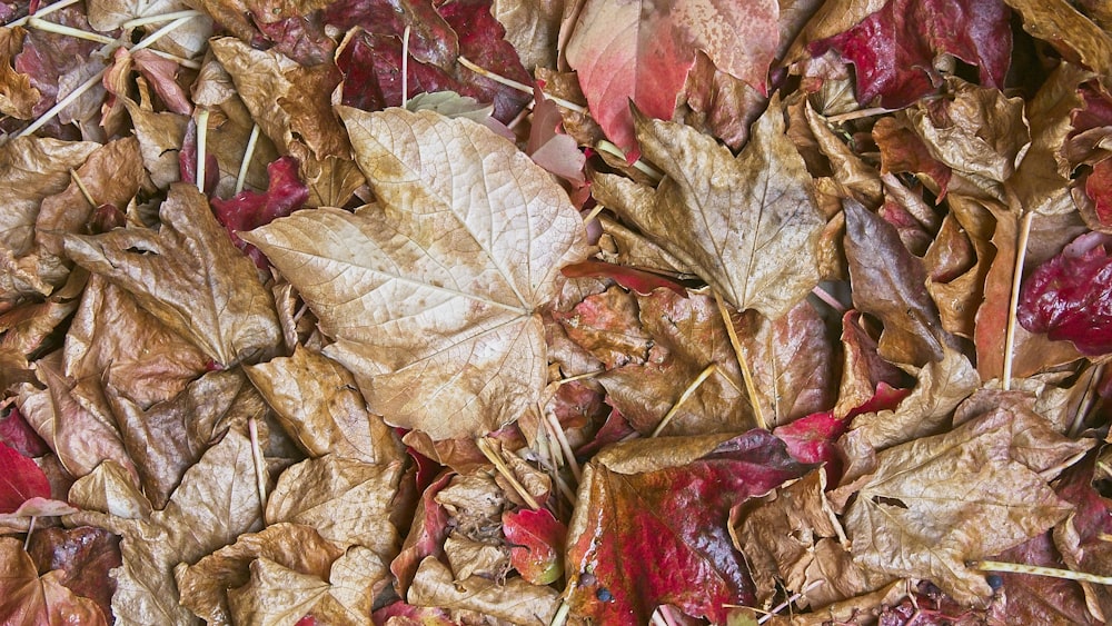 shallow focus photo of dried leaves