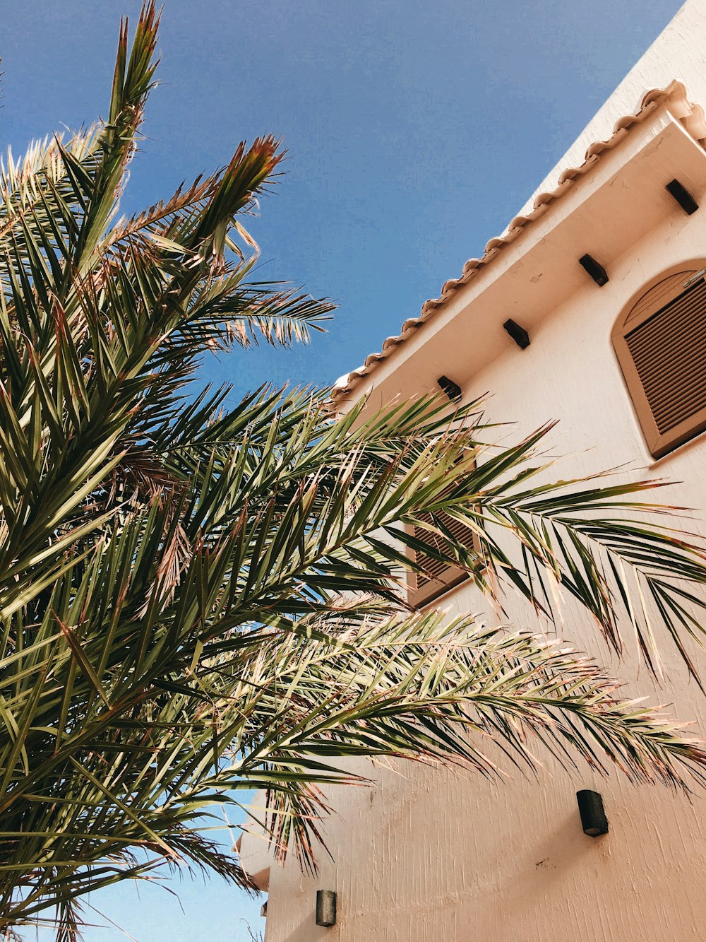 white concrete near palm plant