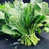 Spinach