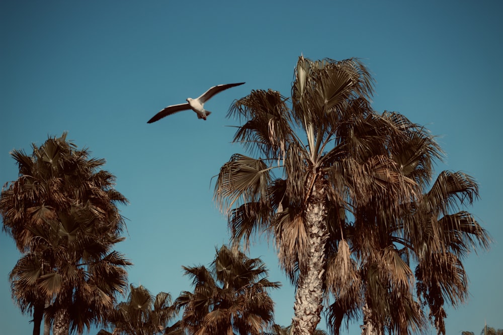 gray and white bird flying near palm trees during daytime