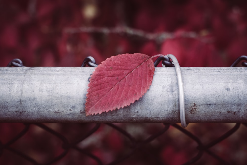 selective focus photography of a red leaf on metal fence