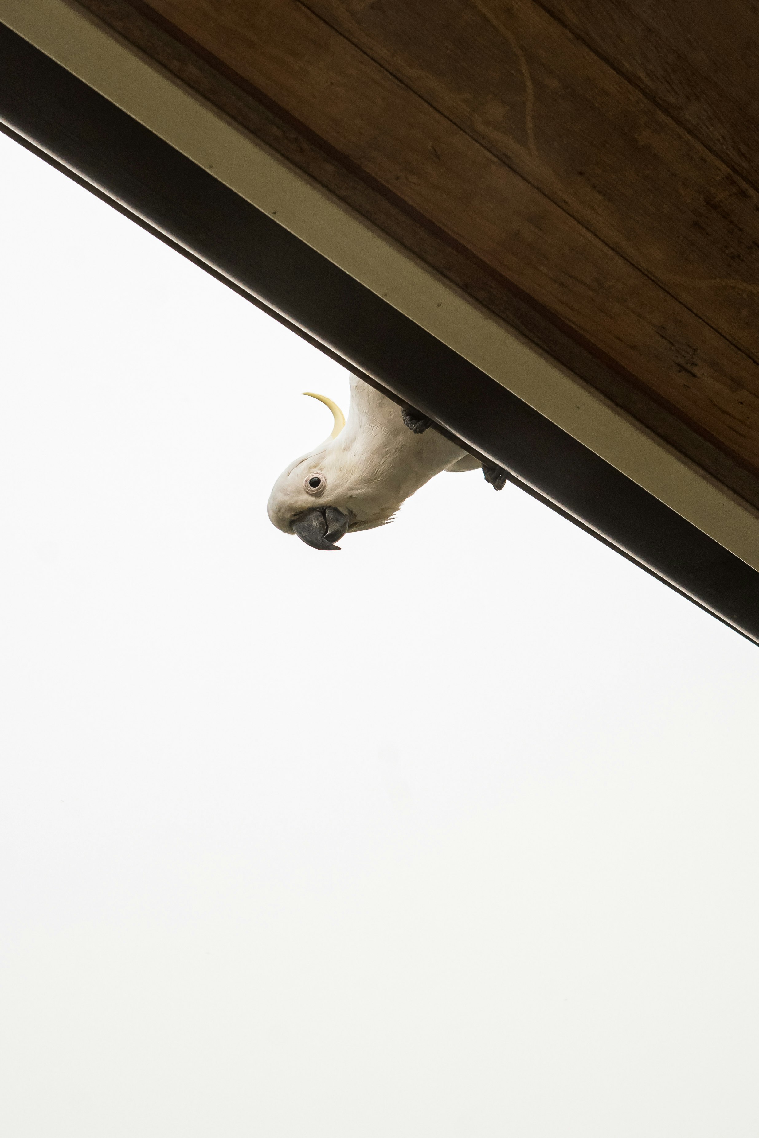 white cockatoo