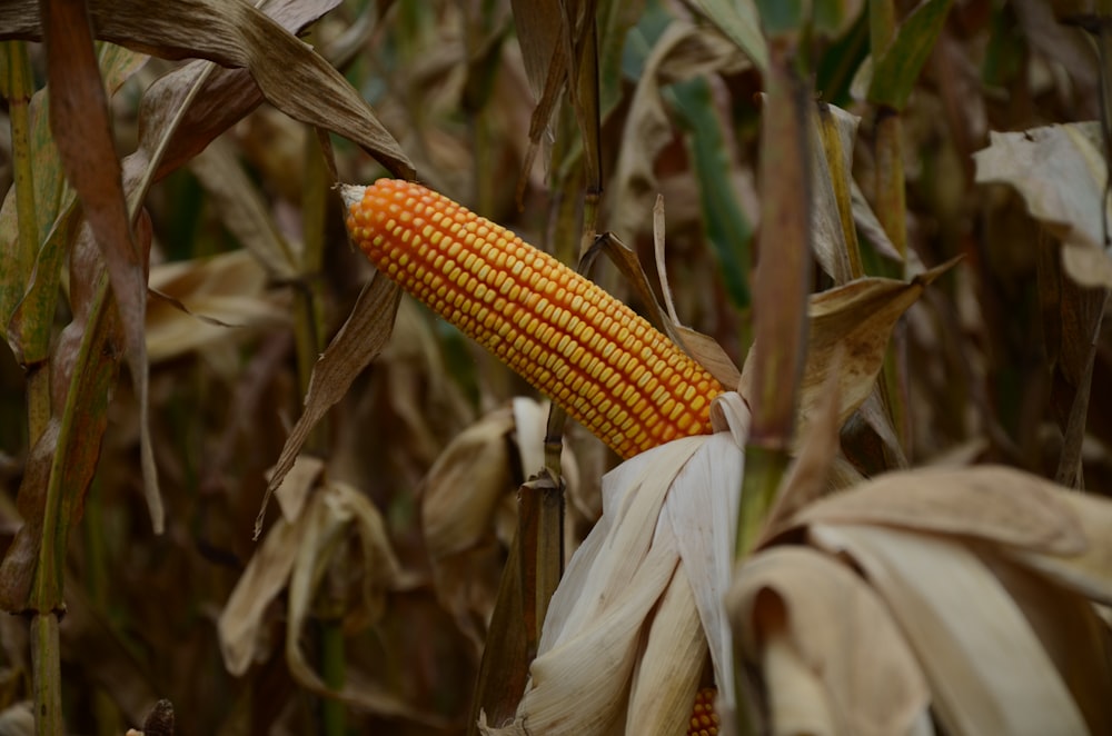 close up photography of yellow corn